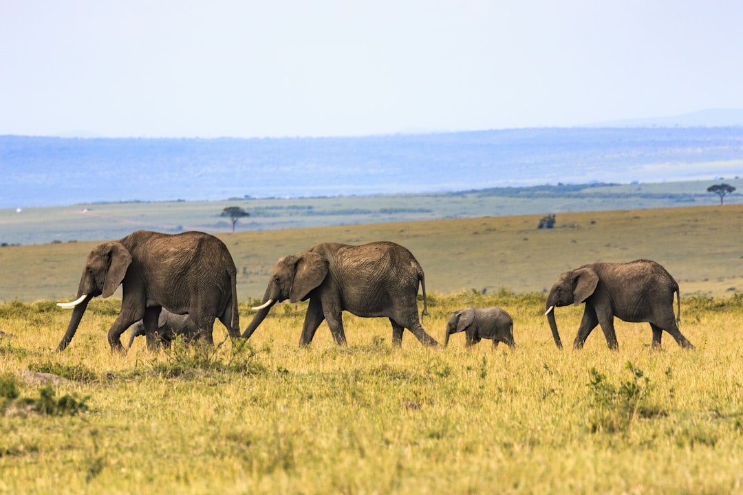 Group Tour Experience